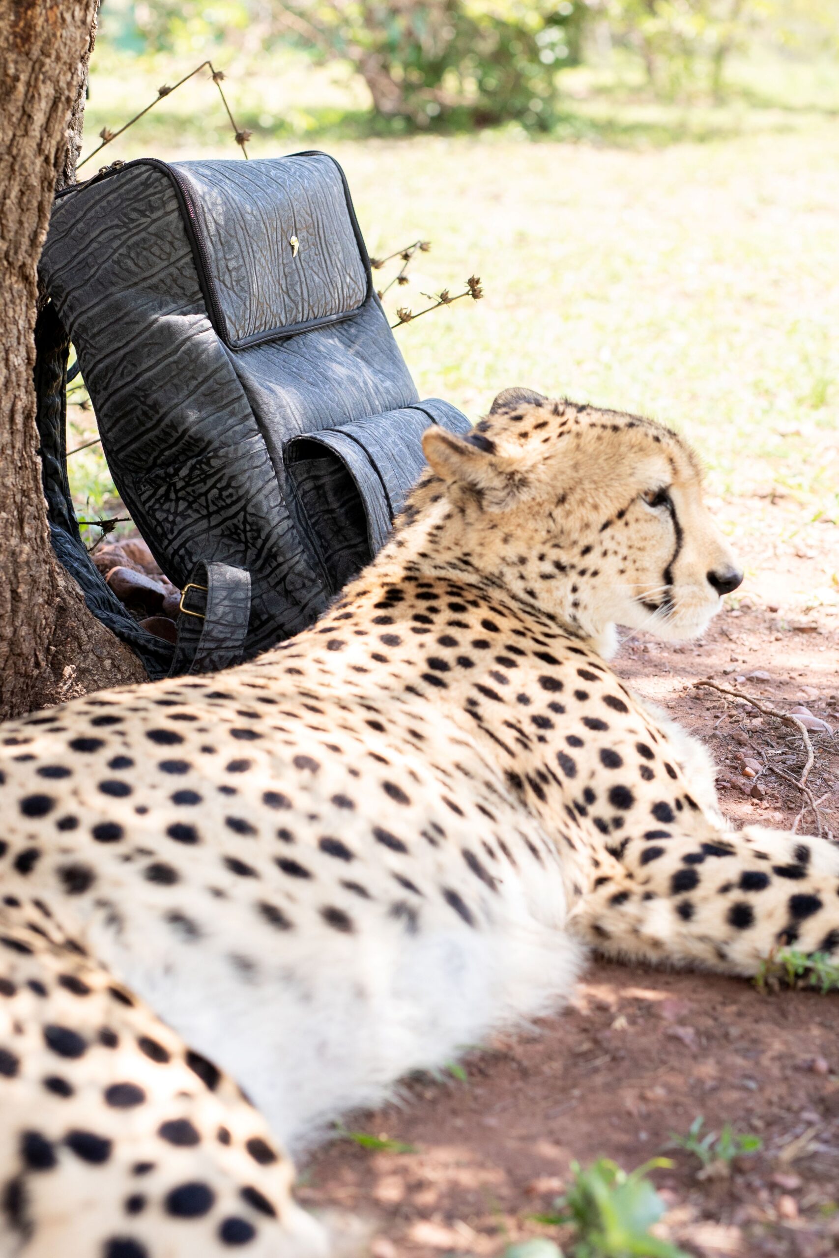 Luxury Leather back packs
